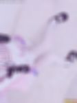 变装交友，伪娘交友